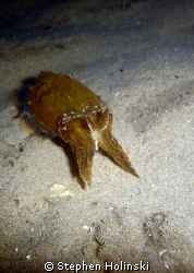 "Swoosh!" - Cuttle fish on a night dive. by Stephen Holinski 